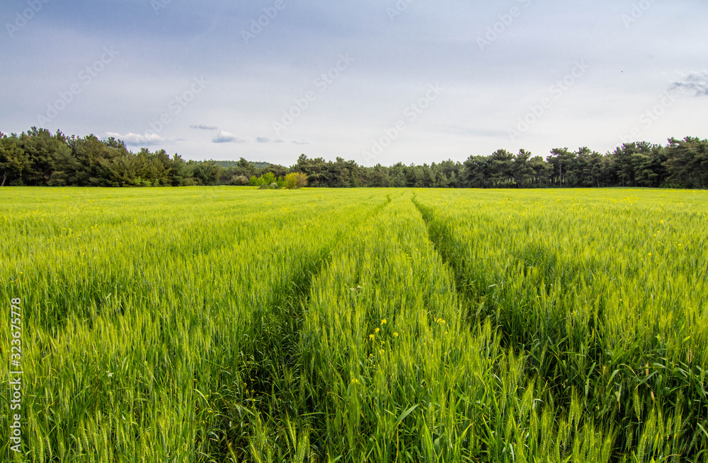 A corn field in spring with beatiful light HDR stock photo A corn field in spring with beatiful light HDR stock photo