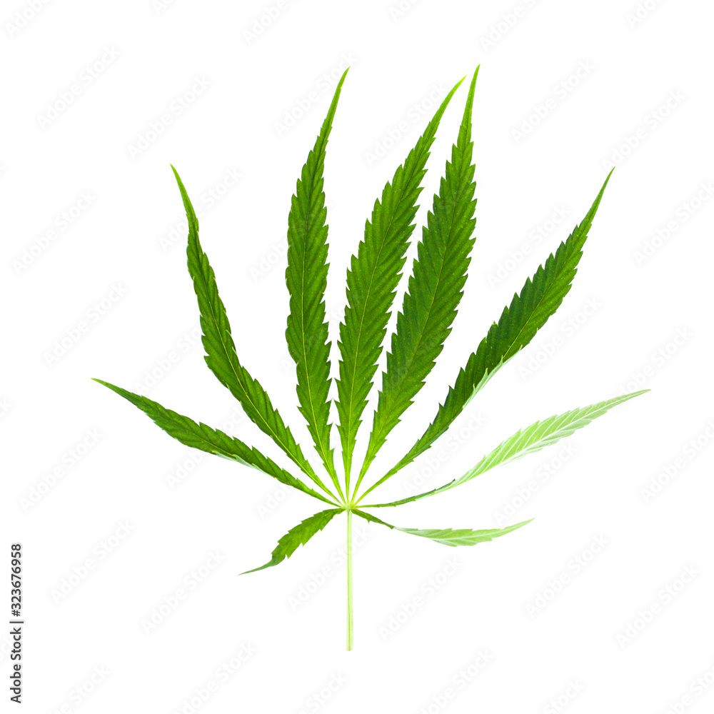 Green leaf marijuana on white. Herb object isolated Green leaf marijuana on white. Herb object isolated