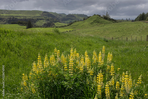 Landscapes on Highway 1 New Zealand Northisland Hills lupines photo