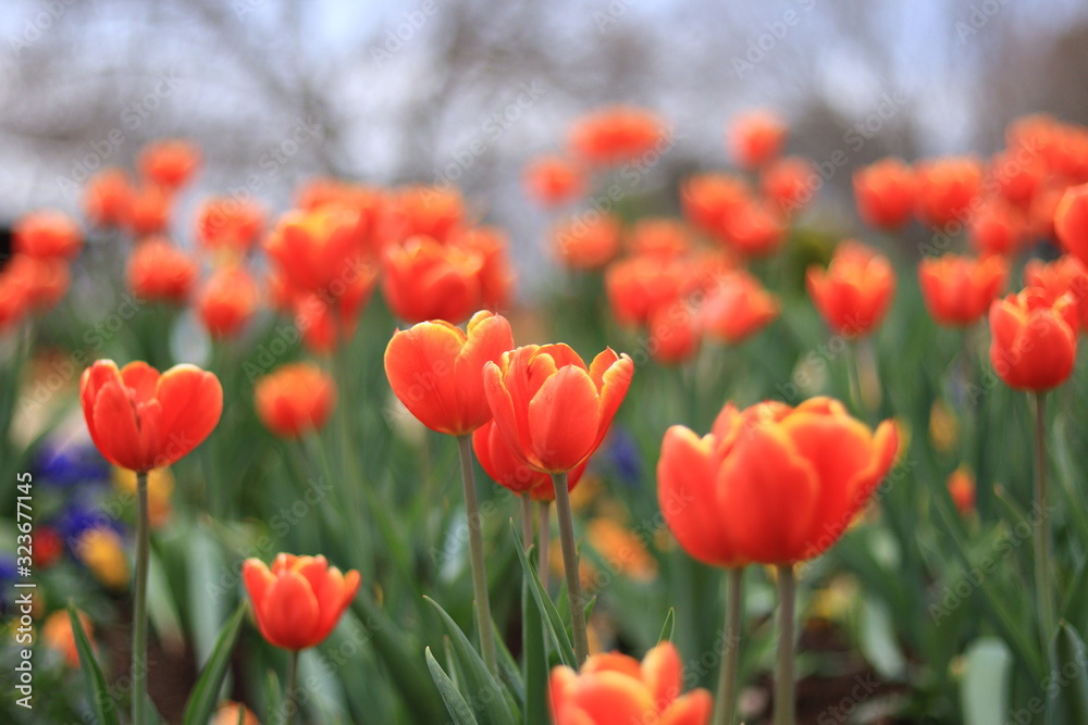 colorful tulips in the park ,japan,chiba colorful tulips in the park ,japan,chiba