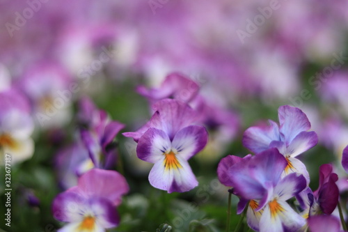 colorful pansy in the park  japan tokyo