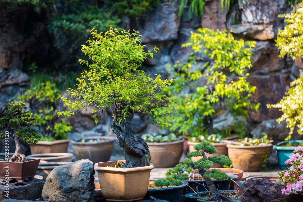 Bonsai trees in a clay pots. Coniferous and deciduous bonsai. Small decorative plants. A sample of landscape art in China. Chinese gardening and landscaping