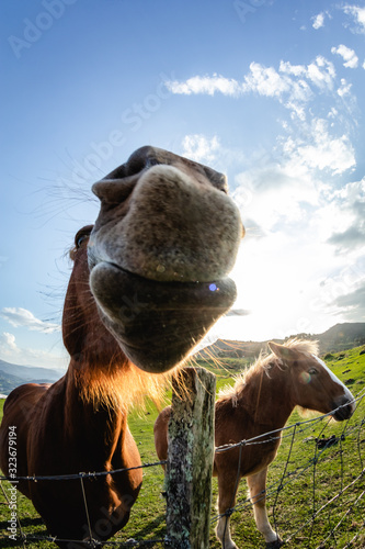 horses with funny and curious faces in freedom on the mountain