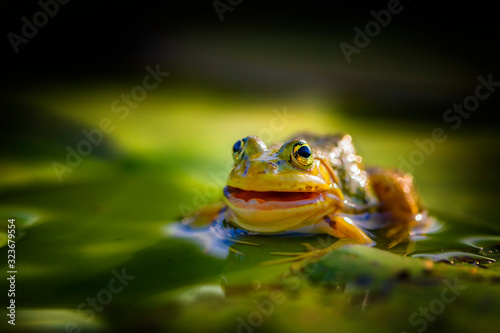 A frog sitting in water.