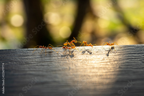Canvas Print Red imported fire ant, Behavior of ants.