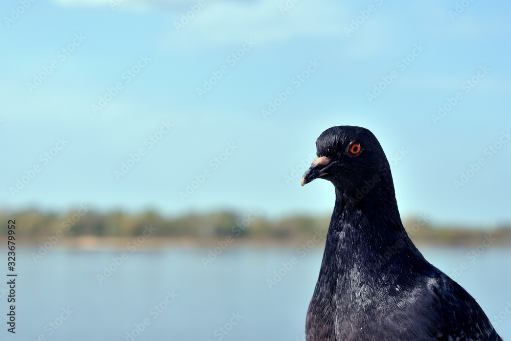 pigeon in park pigeon in park