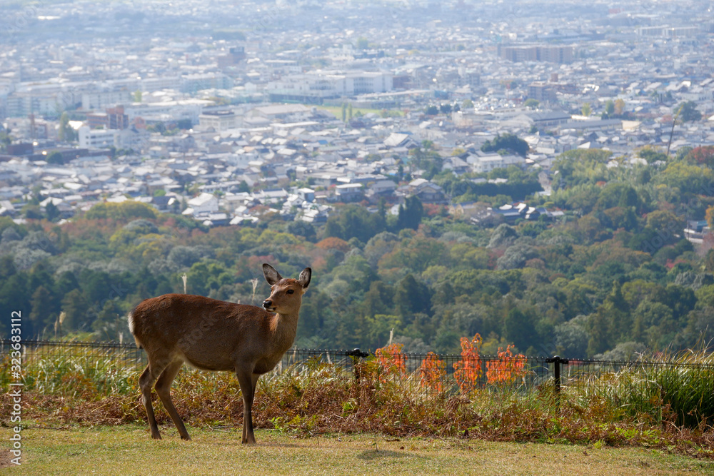 Beautiful nature deer in Nara park. japan travel concept Beautiful nature deer in Nara park. japan travel concept
