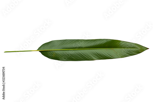 Strelitzia reginae  Heliconia  Bird of paradise foliage isolated on white background  with clipping path