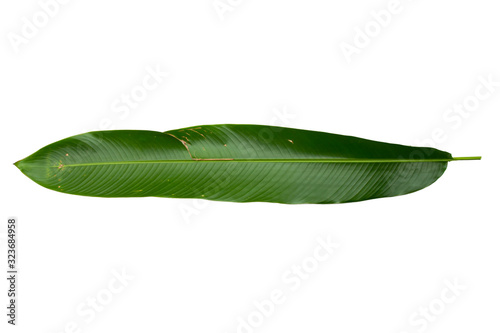 Strelitzia reginae  Heliconia  Bird of paradise foliage isolated on white background  with clipping path