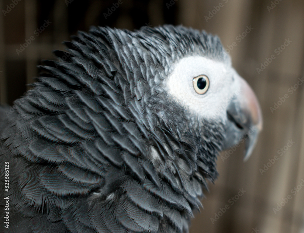 Obraz premium Timneh African Grey ruffles his neck feathers