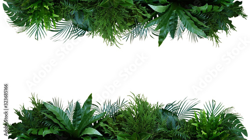 Green leaves nature frame layout of tropical plants bush (Monstera, palm, fern, rubber plant, pine, birds nest fern) foliage floral arrangement on white background with clipping path.