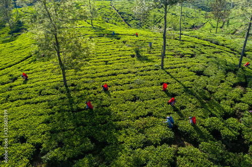 Aerial view of a plantation and people picking tea on the island of Sri Lanka photo