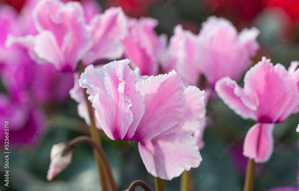 Blooming purple flowers cyclamen，Cyclamen persicum