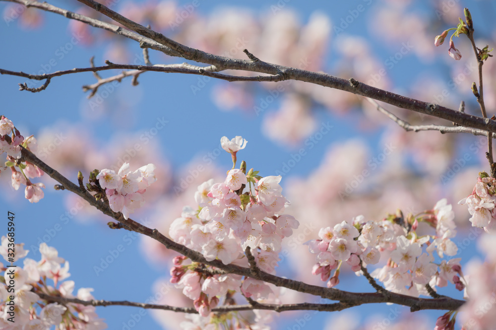 桜の花