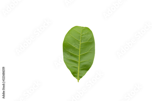  Cashew leaf isolated on white background wiht clipping paths