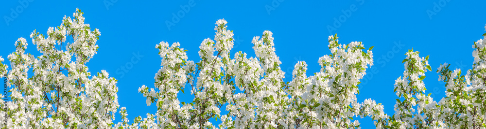 panorama of spring flowering tree white flowers panorama of spring flowering tree white flowers
