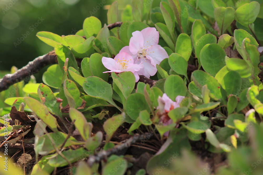Obraz premium 南伊豆 みなみの桜と菜の花まつり