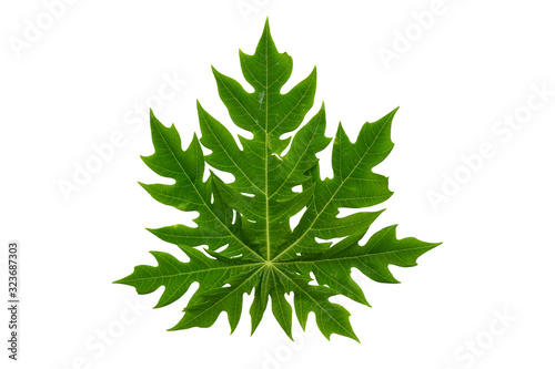  papaya leaf isolated on white background  File contains a clipping path.