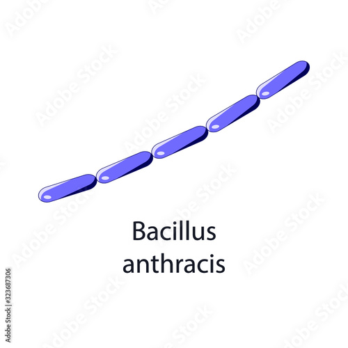 Bacillus anthracis. Bacterial microorganism. Vector illustration isolated on white.