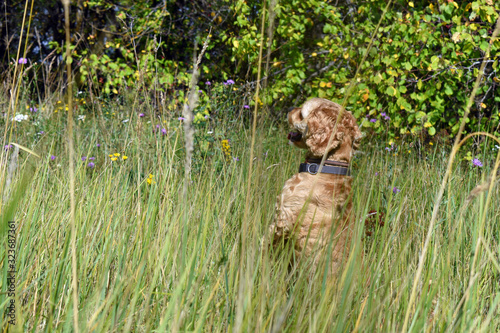 Cocker Spaniel dog walks in the field