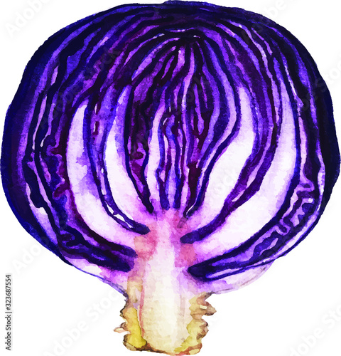 Hand drawn watercolor red cabbage illustration isolated on white background. Vector 