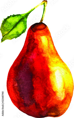 Hand drawn watercolor pear illustration isolated on white background. Vector 
