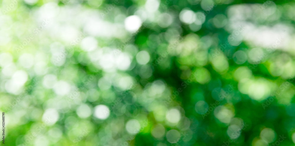 Fototapeta premium green bokeh background