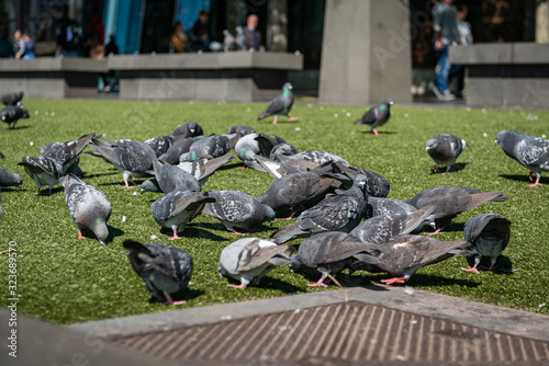 pigeons on the square