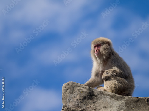 Obraz na płótnie 猿 monkey 8 w salonie