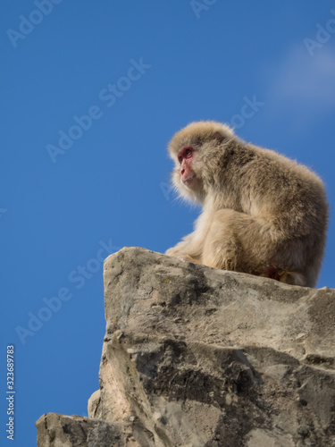 猿 monkey 2 © Akito