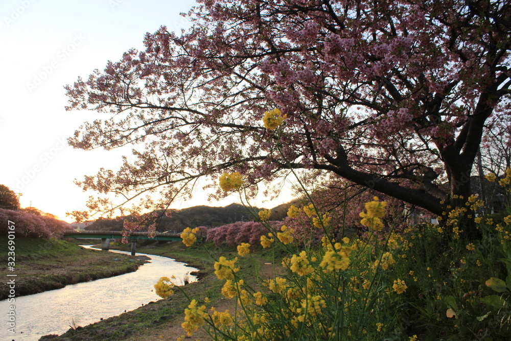 南伊豆　夕暮れの青野川沿いの桜と菜の花