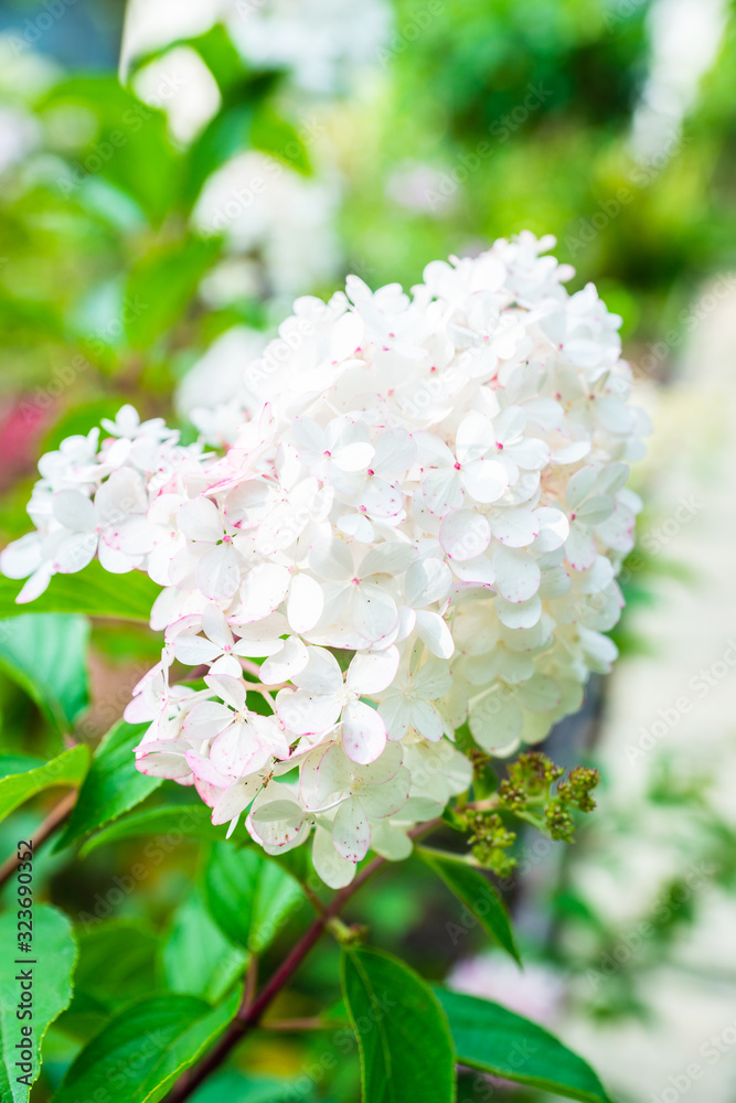 Blooming hydrangea in the garden. Shallow depth of field. Blooming hydrangea in the garden. Shallow depth of field.