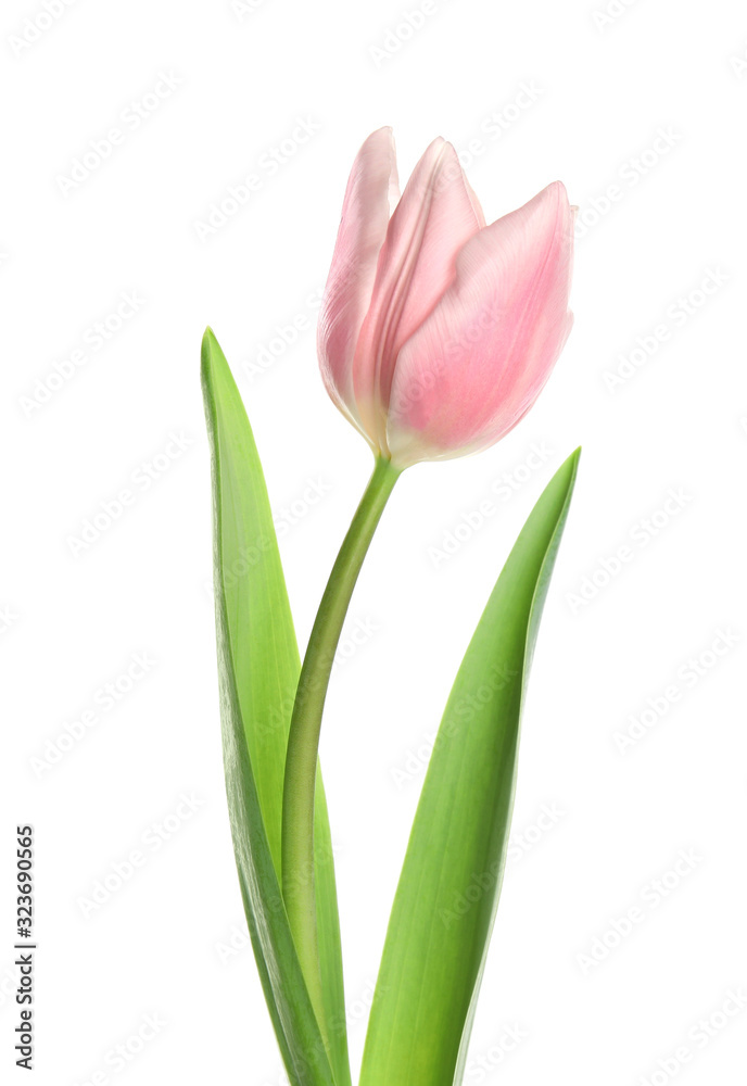 Beautiful pink spring tulip on white background Beautiful pink spring tulip on white background