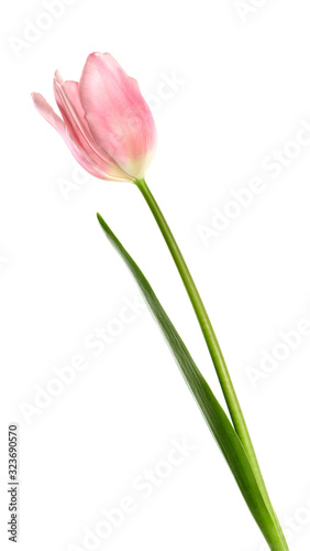 Beautiful pink spring tulip on white background
