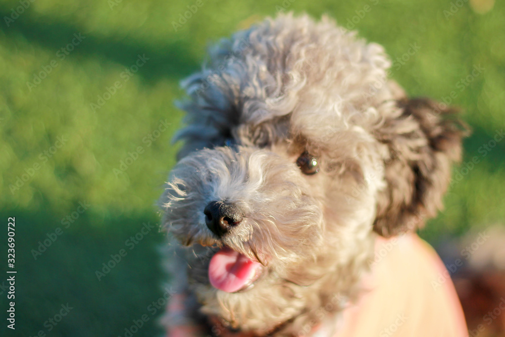 Happy puppies in a private playground Happy puppies in a private playground
