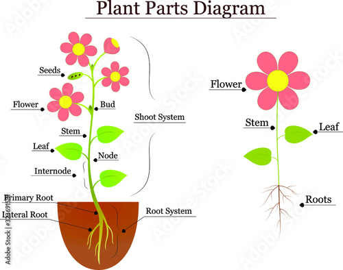 Plants Parts Diagram Vector Illustration
