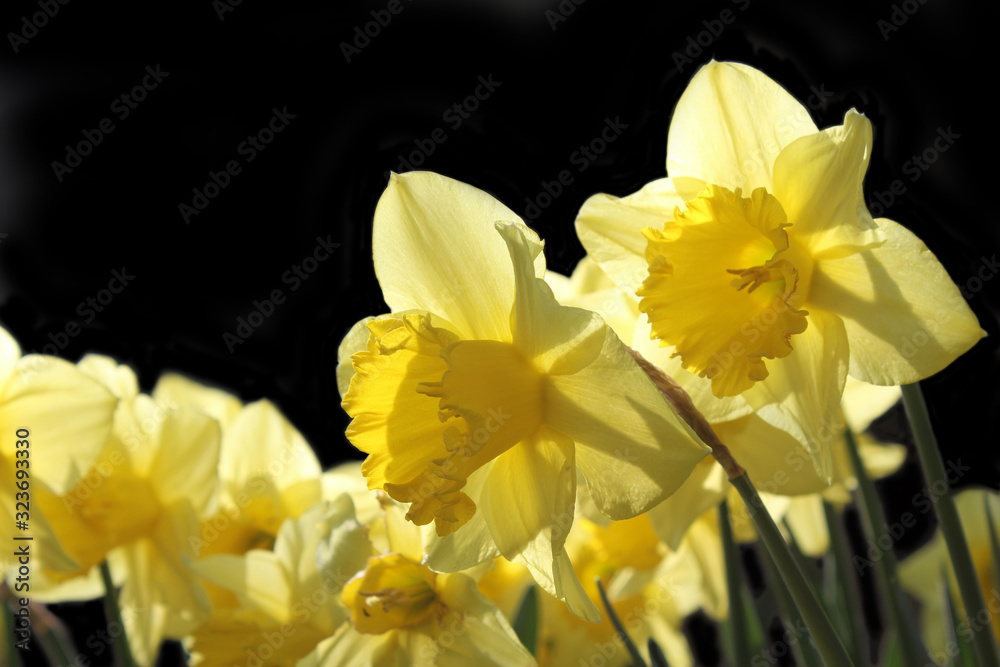 Obraz premium Beautiful Yellow Daffodils (Narcissus 'King Alfred') backlit by the early morning sun. World Daffodil Day Background.