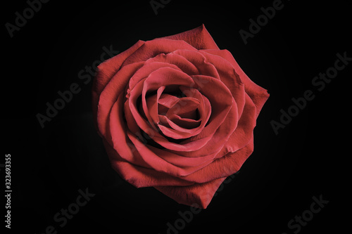 Fototapeta Naklejka Na Ścianę i Meble -  Beautiful rose on black background. Floral card design with dark vintage effect