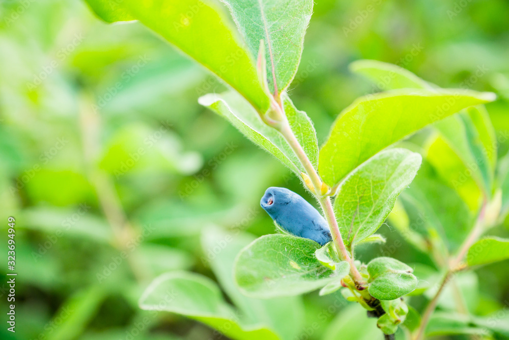 Ripe honeysuckle berries on the bush. Selective focus. Shallow depth of field.