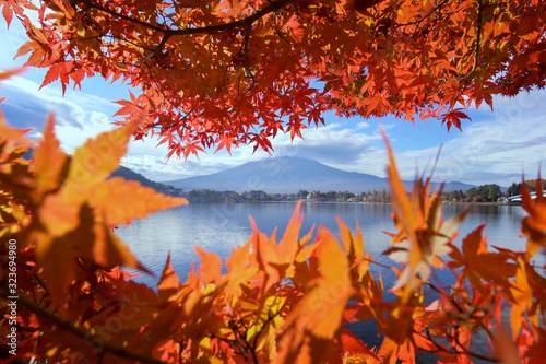 Japan autumn park in the morning.Maple tree in autumn.Yellow and orange tree leaves on sunny fall day.Tokyo Japan  