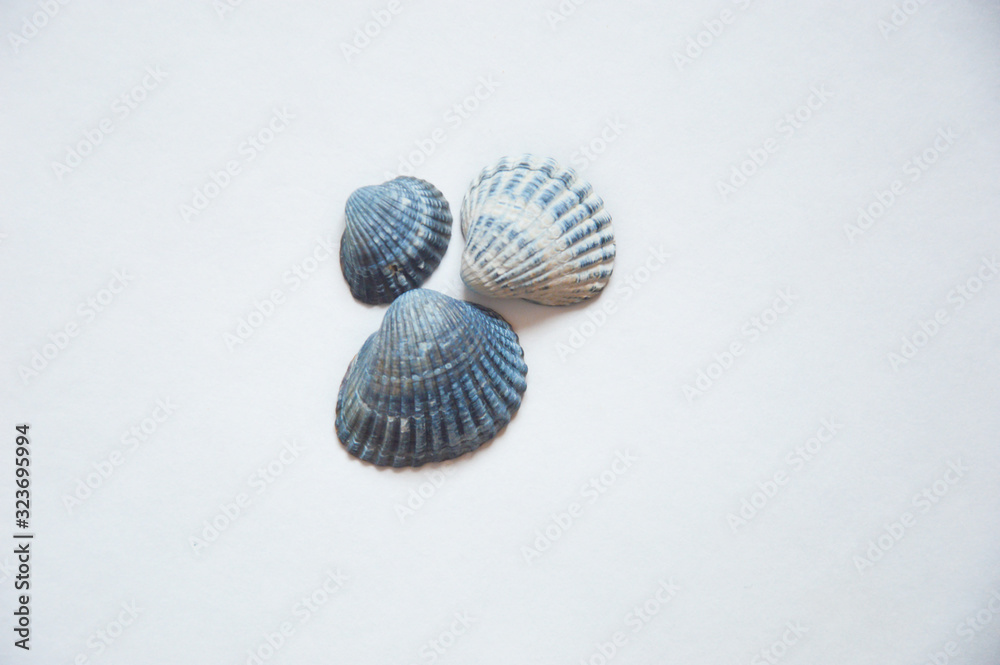 sea shell on a light background. sea shell on a light background.