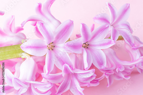 Pink hyacinth flowers with drops of water on a pink background. Macro photo. The concept of a holiday, celebration, women's day, spring. Background natural image, suitable for banner, postcard.