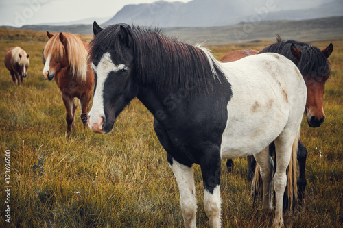 Icelandic horses in the field of scenic nature landscape of Iceland. The Icelandic horse is a breed of horse locally developed in Iceland as Icelandic law prevents horses from being imported. 
