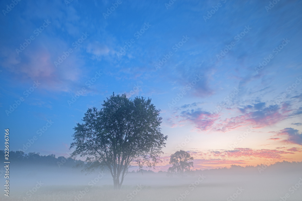 Summer landscape at dawn of Al Sabo Meadow in fog and with silhouetted trees, Michigan, USA Summer landscape at dawn of Al Sabo Meadow in fog and with silhouetted trees, Michigan, USA
