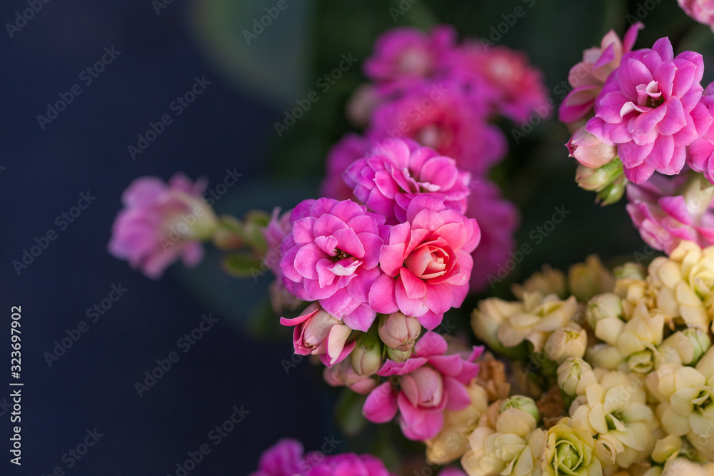 Pink longevity flower ， longevity flower， kalanchoe blossfeldiana
