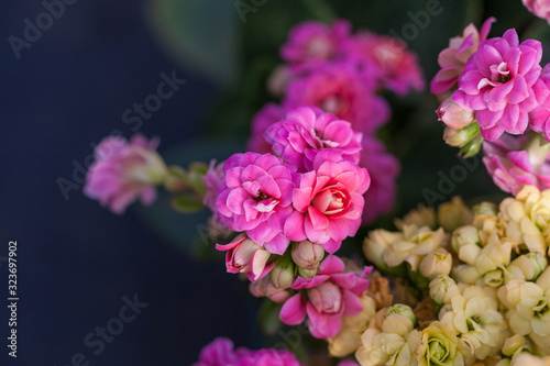 Pink longevity flower ， longevity flower， kalanchoe blossfeldiana © Jianyi Liu 