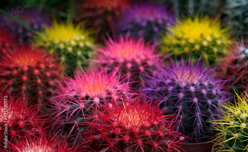 Several color Echinopsis Hybride cactus