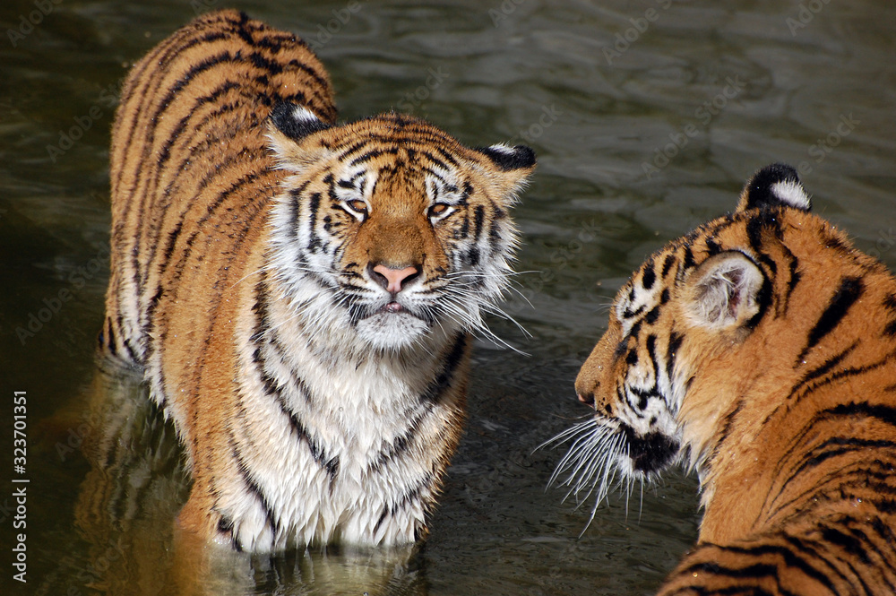 Fototapeta premium Tigers play in the water