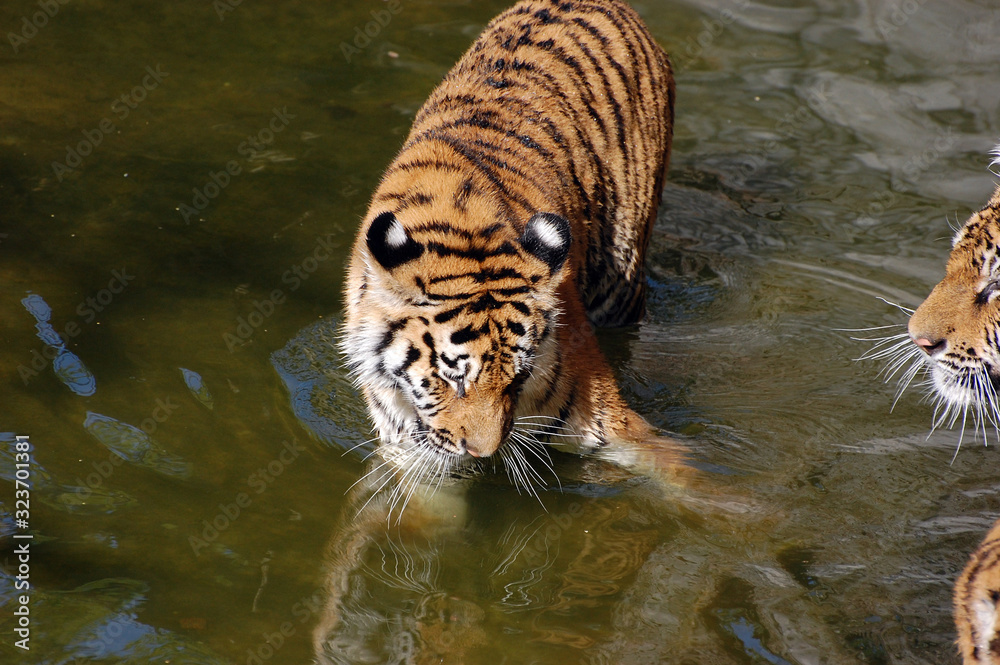 Tigers play in the water Tigers play in the water