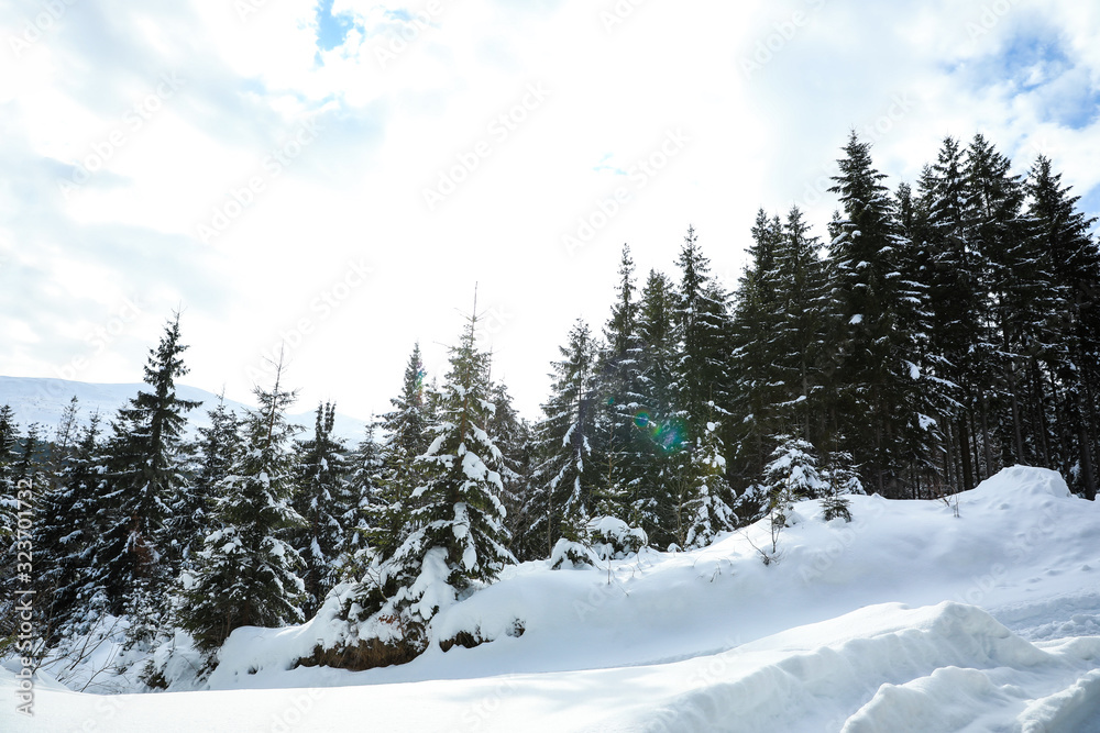 Picturesque view of snowy coniferous forest on winter day, low angle view Picturesque view of snowy coniferous forest on winter day, low angle view